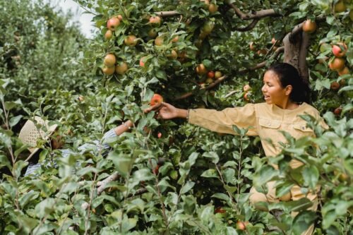 FRUIT PICKING JOBS IN CANADA WITH VISA SPONSORSHIP